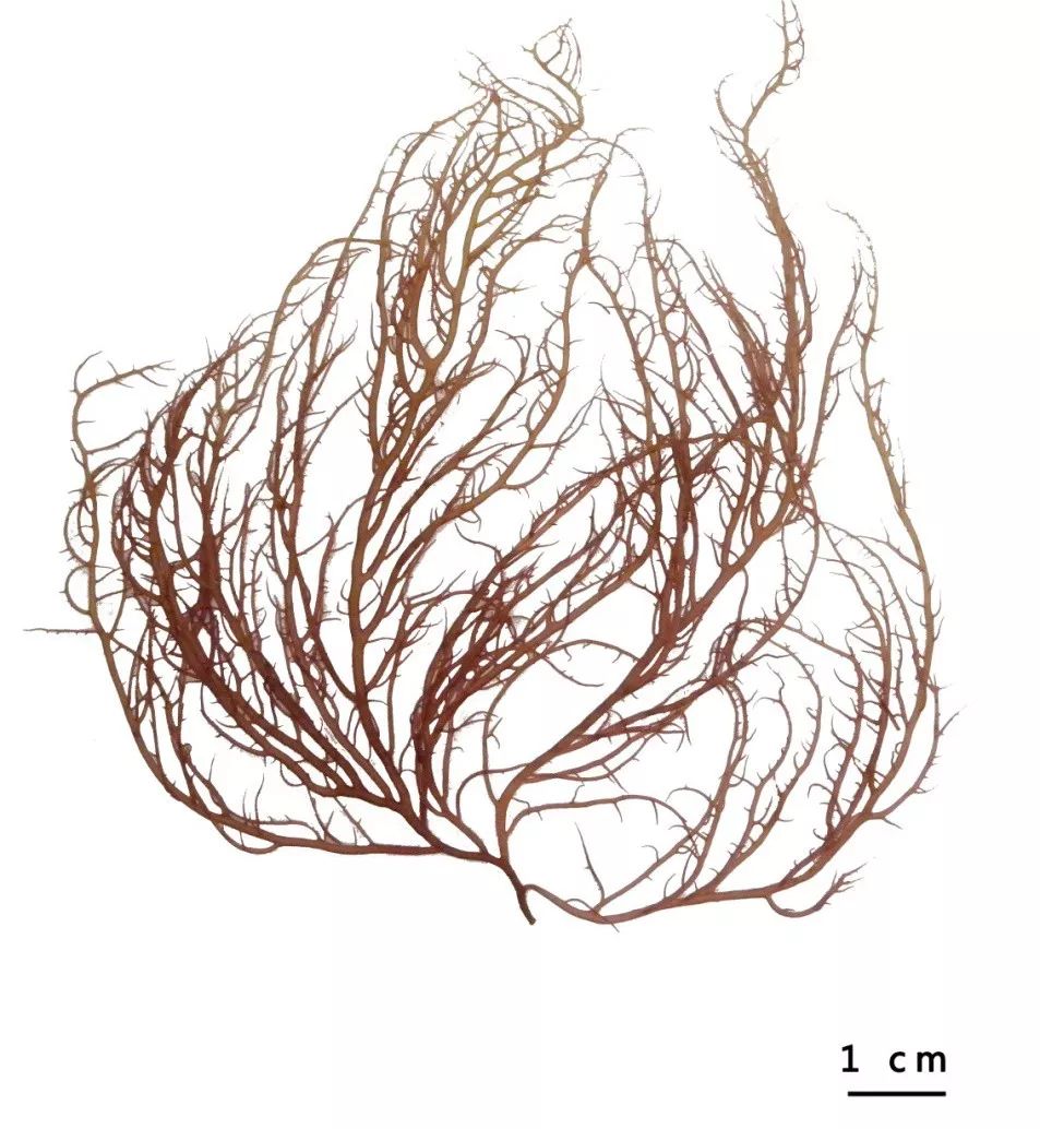 海藻图鉴40脆江蓠gracilariachouae