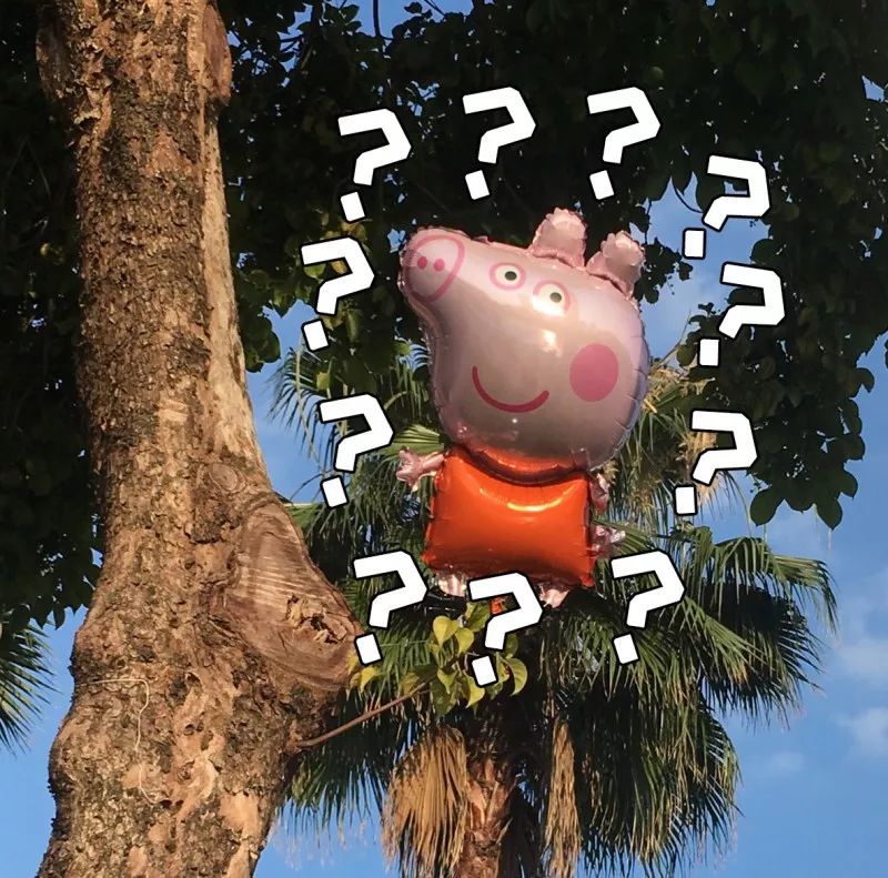 猪爬树的搞笑图片图片
