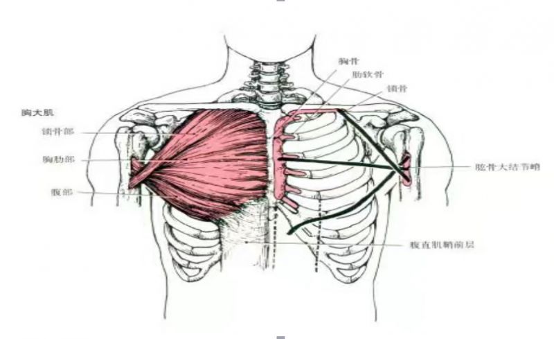 胸大肌的拮抗肌图片