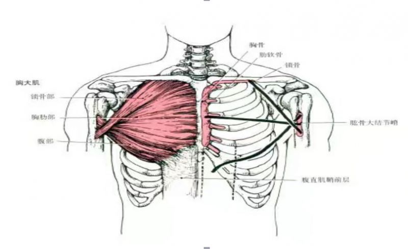 纳西亚健身系列之【网球放松】网球胸大肌放松