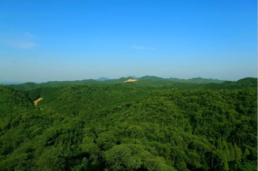 长沙县四大避暑森林,给这个夏天开"空调!