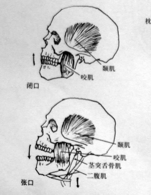 頭骨簡單的解剖知識必須記住素描的秩序,什麼是結構!