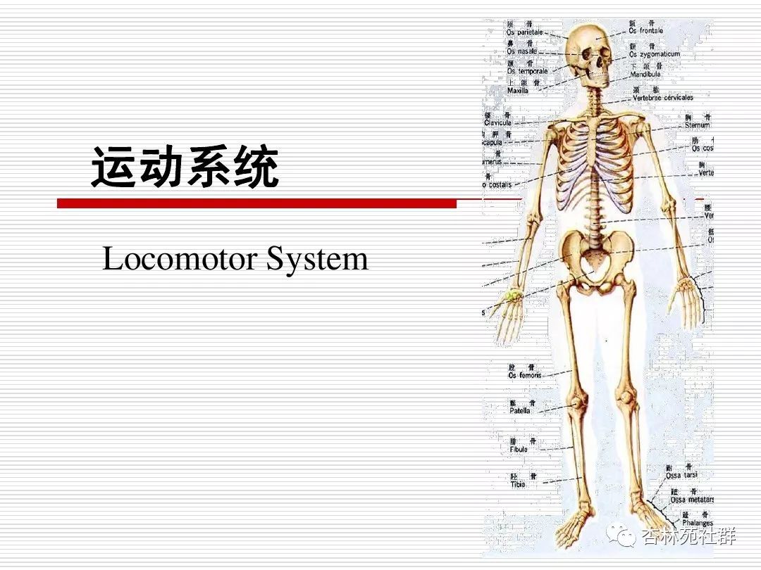 运动系统运动系统骨连骨,支持运动加保护肌肉动力骨杠杆,关节枢纽连邻