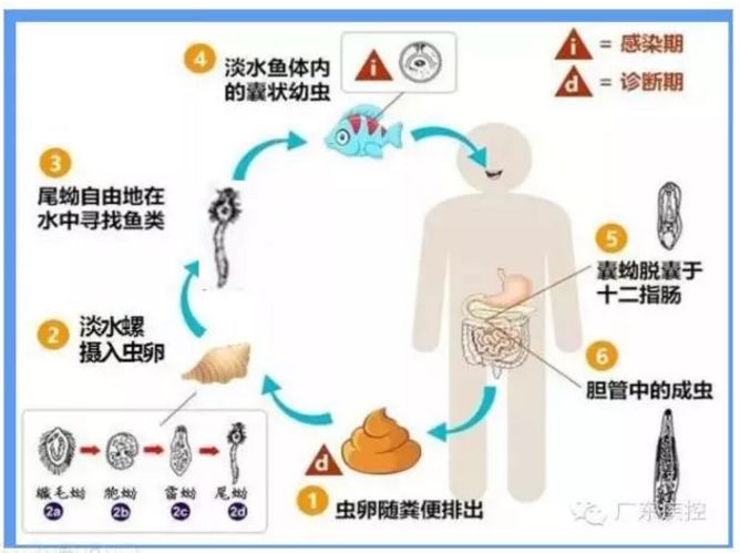 夏日炎炎,来点淡水鱼生醉虾醉蟹?当心肝吸虫,肺吸虫找上门!