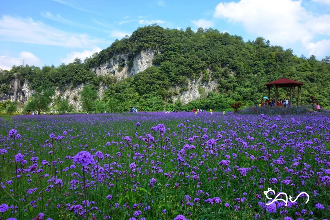 綦江花坝图片