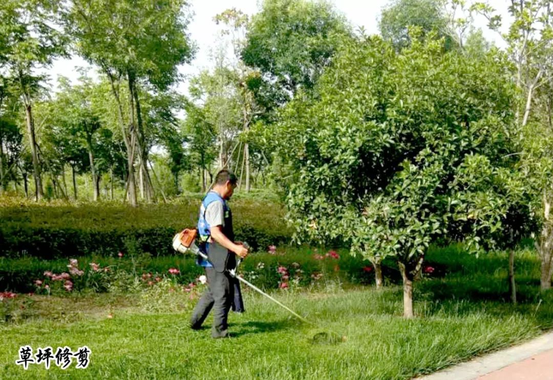 豫興東興東園林全面加強夏季綠化養護精細化管理