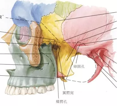 颅底卵圆孔解剖图图片
