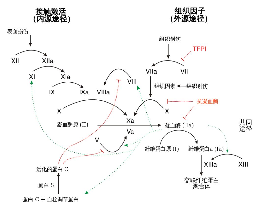 因此这部科普向的动漫将凝血过程简化为了这样:不过看到这种场景,估计