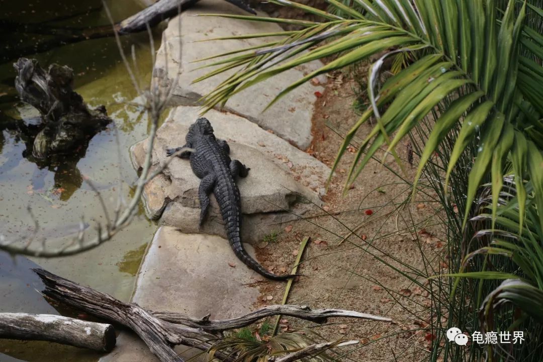 世上最牛的動物園 歎為觀止的龜