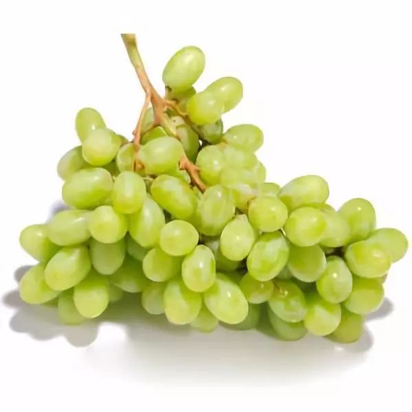 葡萄(学名无核白)果粒较小,成熟时果皮呈黄白色且薄而脆,果肉呈浅绿色