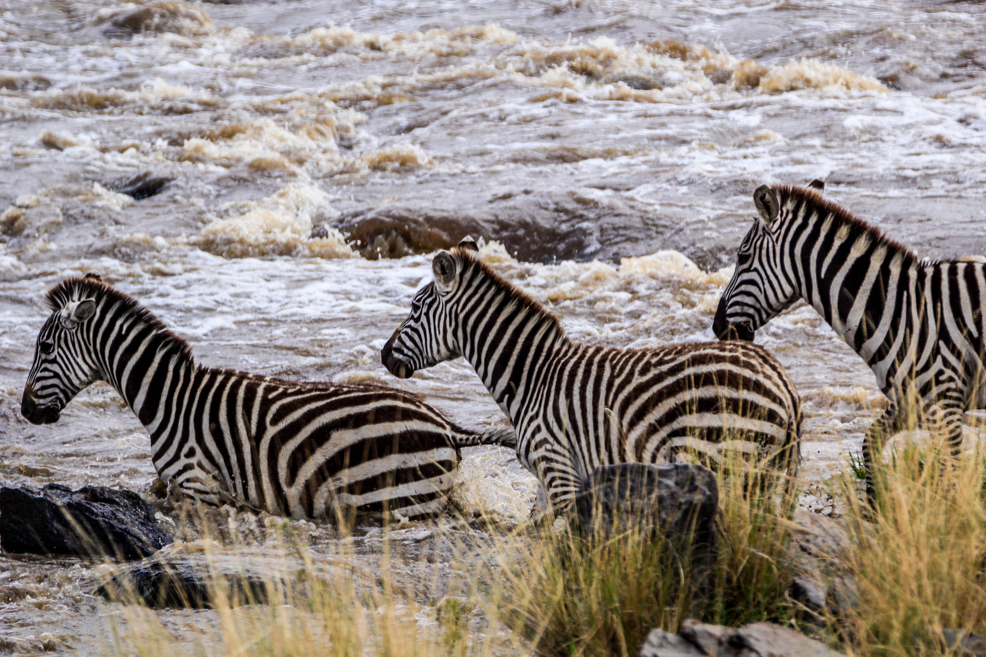 去非洲看动物大迁徙:一年仅有一次的天国之渡正在肯尼亚上演