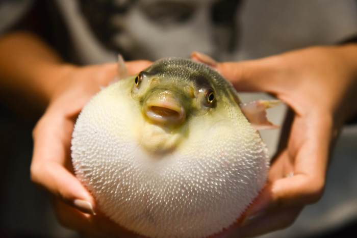 日本人多样的 河豚 料理 花式吃河豚 连鱼皮都要拆成2层吃