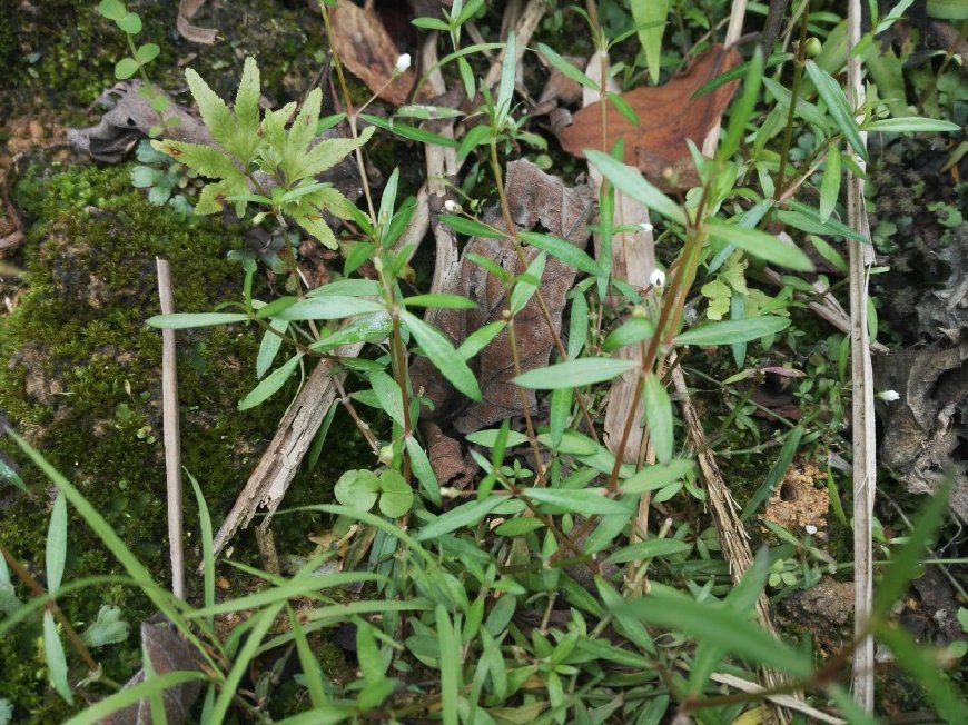 这种小小的野生物,遇到请重视,在如今好珍贵,民间称它:蛇舌草