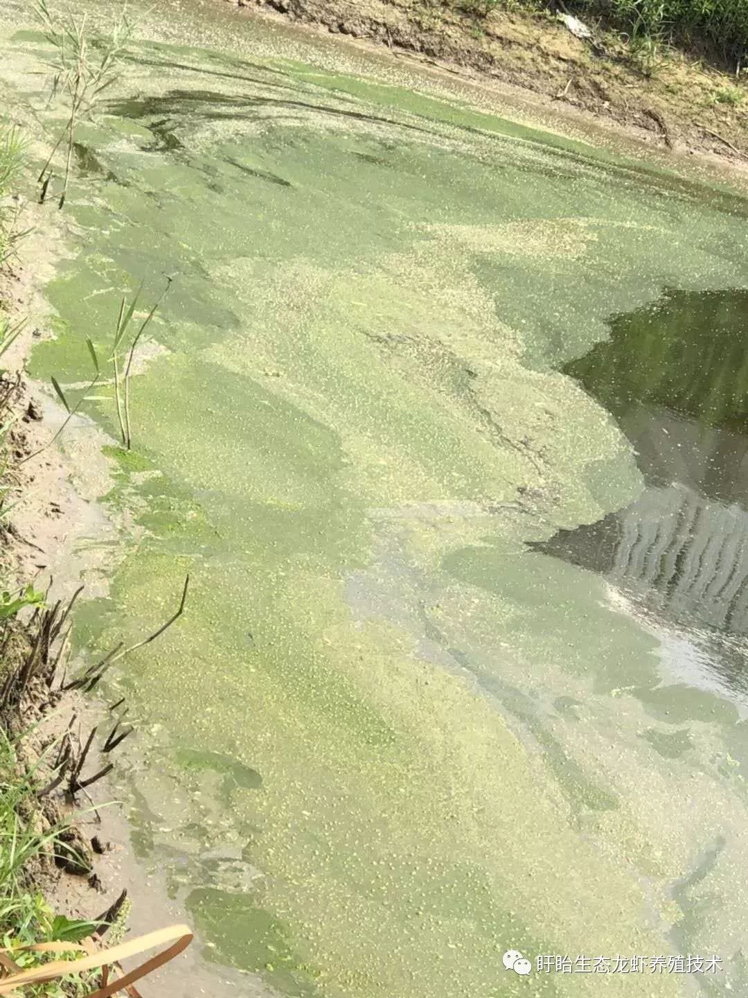 處理方法:1,水肥引起的藍藻,用藍藻殺手.