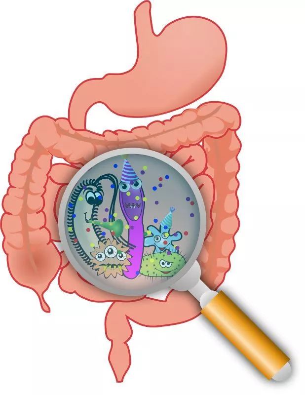 肠道(肠黏膜内)有人体70%的免疫细胞,如巨噬细胞,t细胞,nk细胞,b细胞