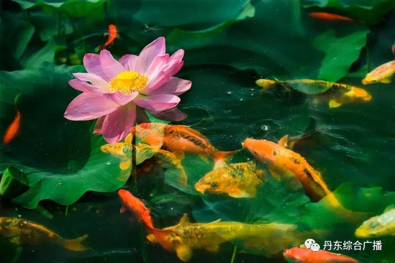 荷花池里没有金鱼,用二次曝光把鱼和花拍在一个画面里——臧凤英(紫玥