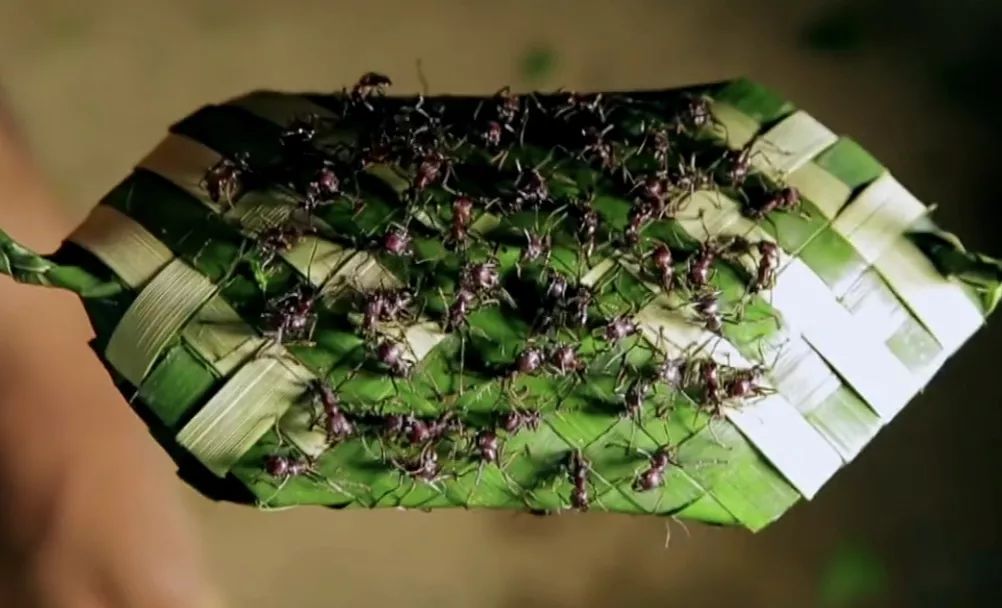 子弹蚂蚁有毒图片