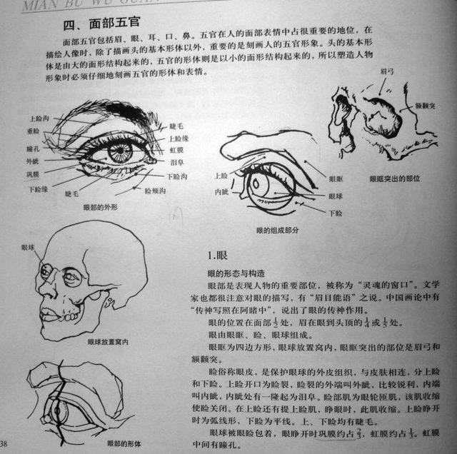 頭骨簡單的解剖知識必須記住素描的秩序,什麼是結構!