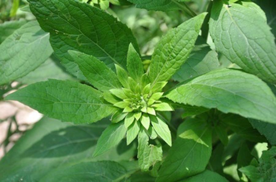 農村的山裡有一種獨特的野草味道像黃瓜人們卻稱它為冷毒草