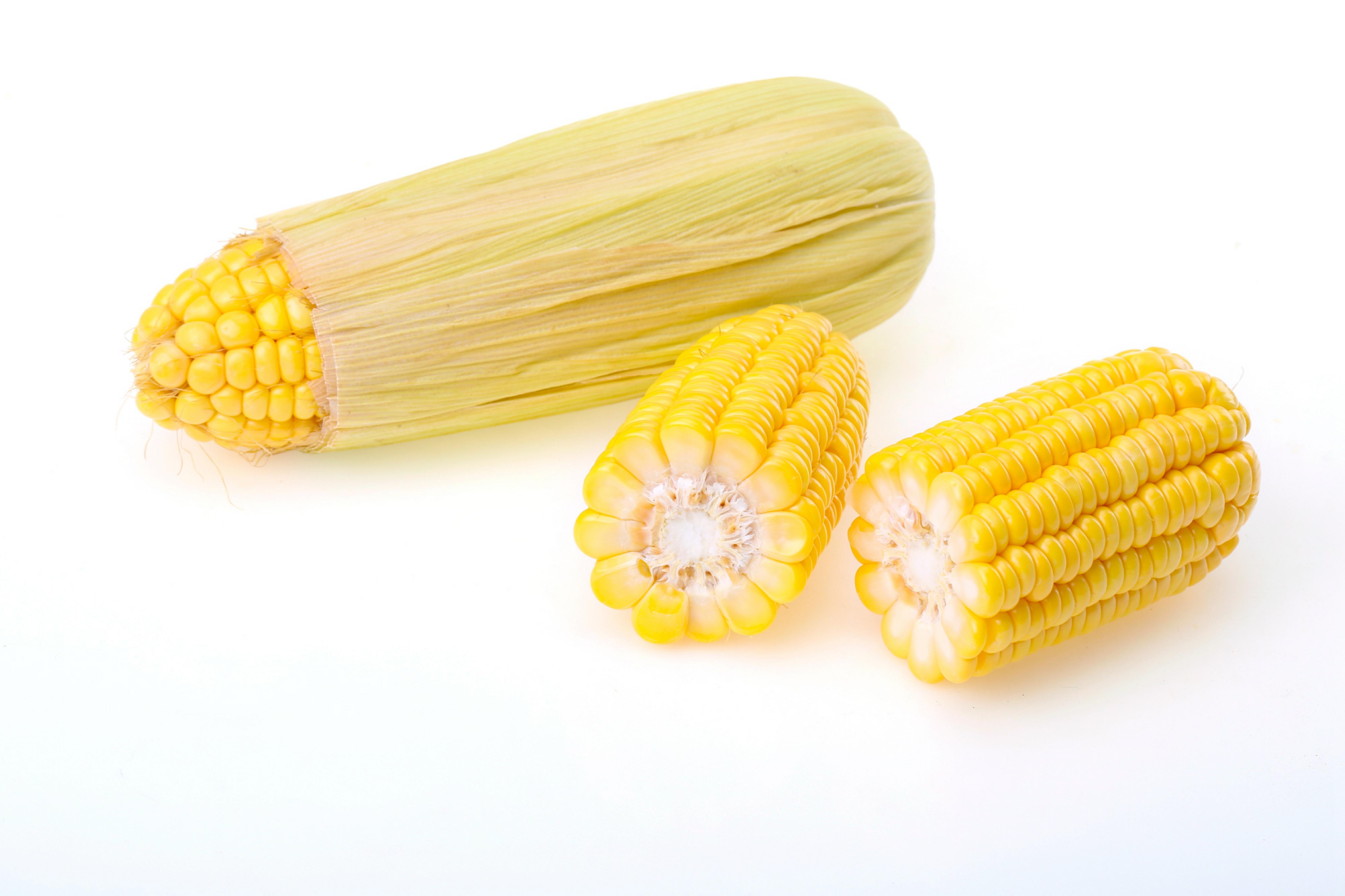 金海1911玉米种子图片