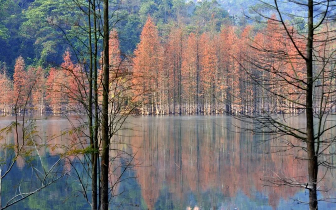 仙游金钟水库图片