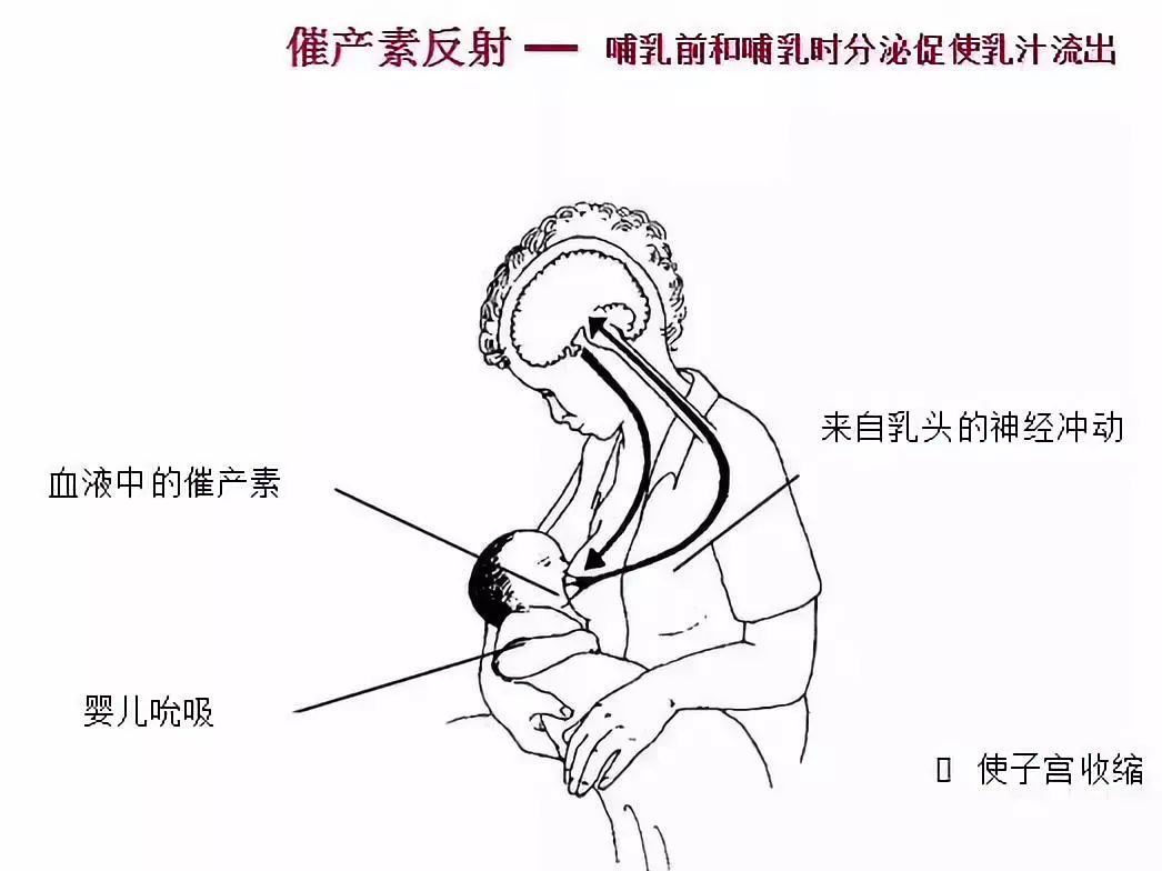 【最好的疫苗 媽媽的奶】母乳餵養與產後乳房保健