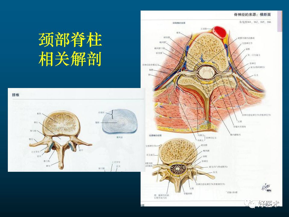 颈部横断解剖结构图解图片