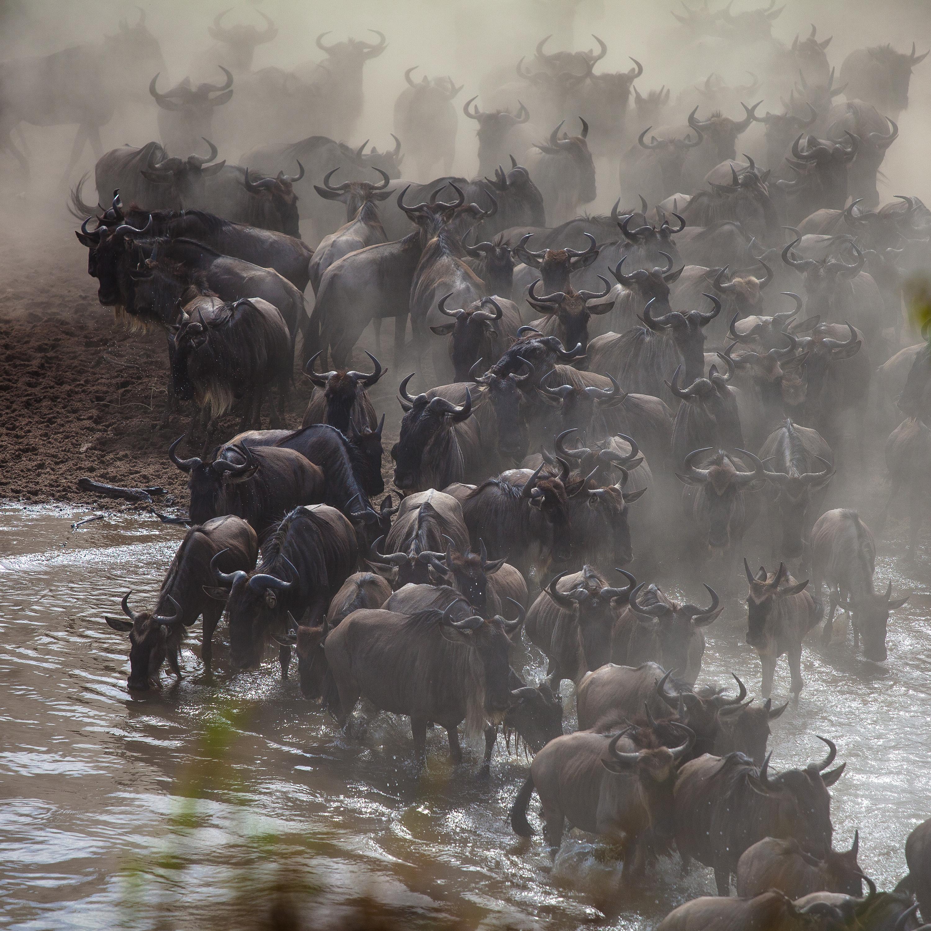 “马拉河之渡”：来自肯尼亚·马赛马拉大草原上生命的召唤