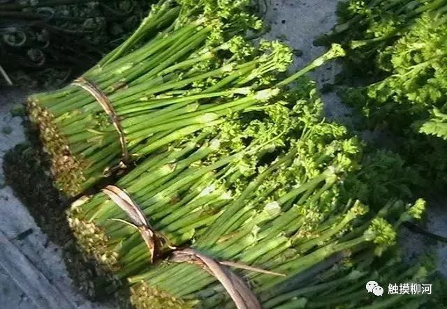 东北薇菜,学名紫萁,又叫牛毛广,可能和它这一身密布的如牛毛般的绒毛