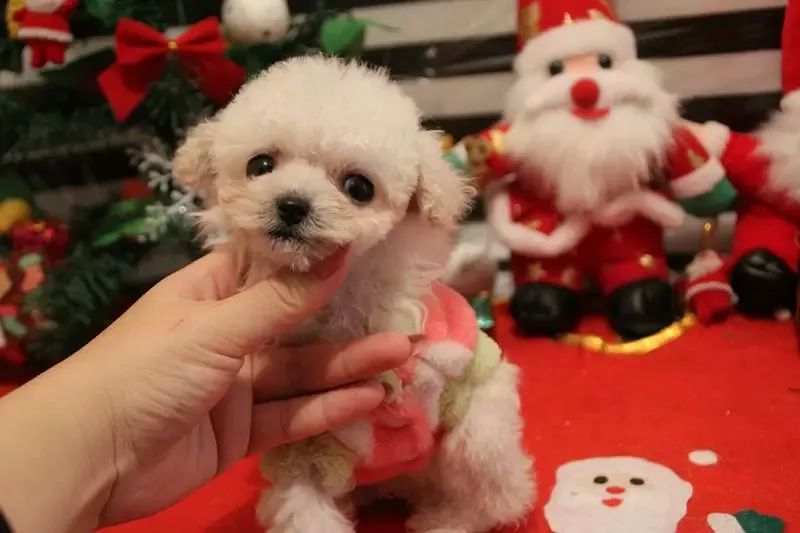 茶杯犬確實很可愛,可背後的故事卻讓人心酸.