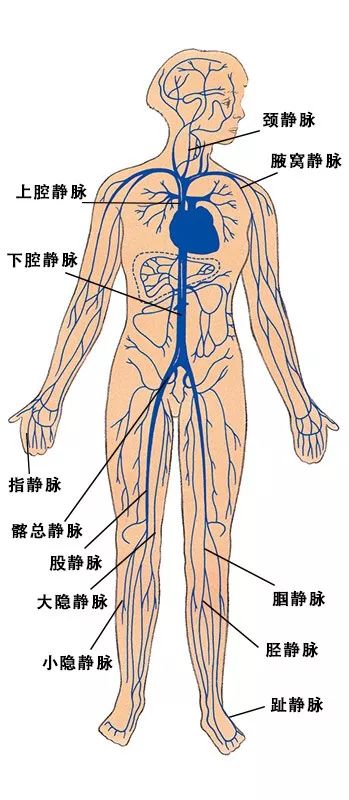 人体动静脉血管走向图片
