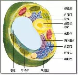 核糖体平面图图片