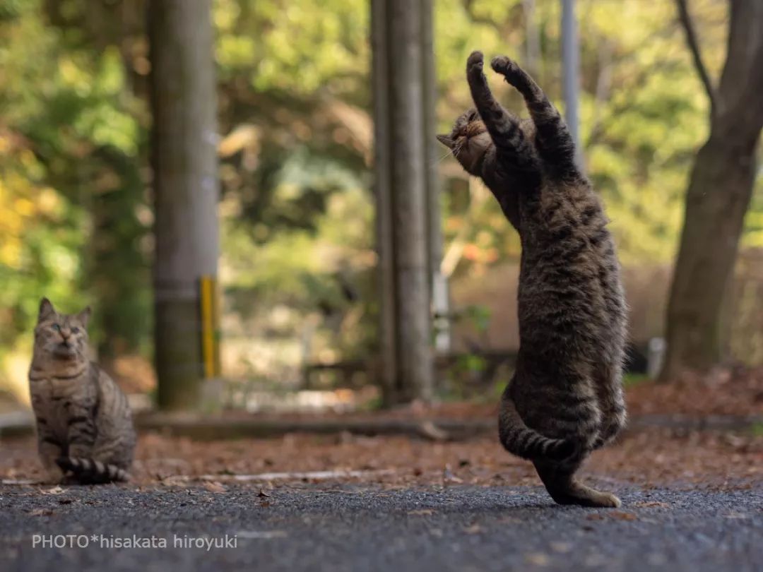 日本有一群会"打拳"的功夫猫,高清照片让猫奴们看爽了.