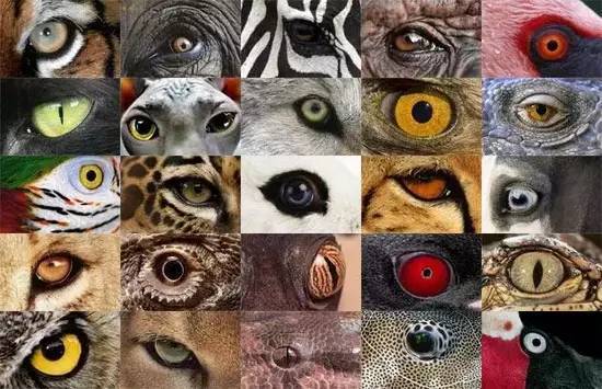 50张考眼力动物图图片