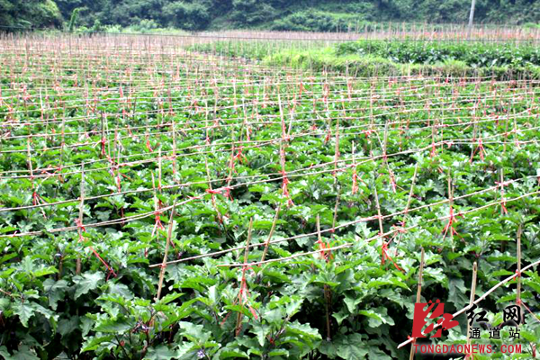 通道:茄子地里忙搭架