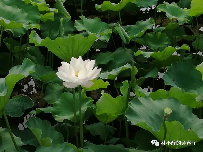 高朋满座丨岳新敏:曲水流觞