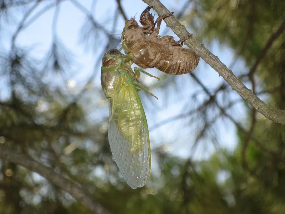蝉属不完全变态类昆虫,由卵,幼虫(若虫),经过一次蜕皮,不经过蛹的时期