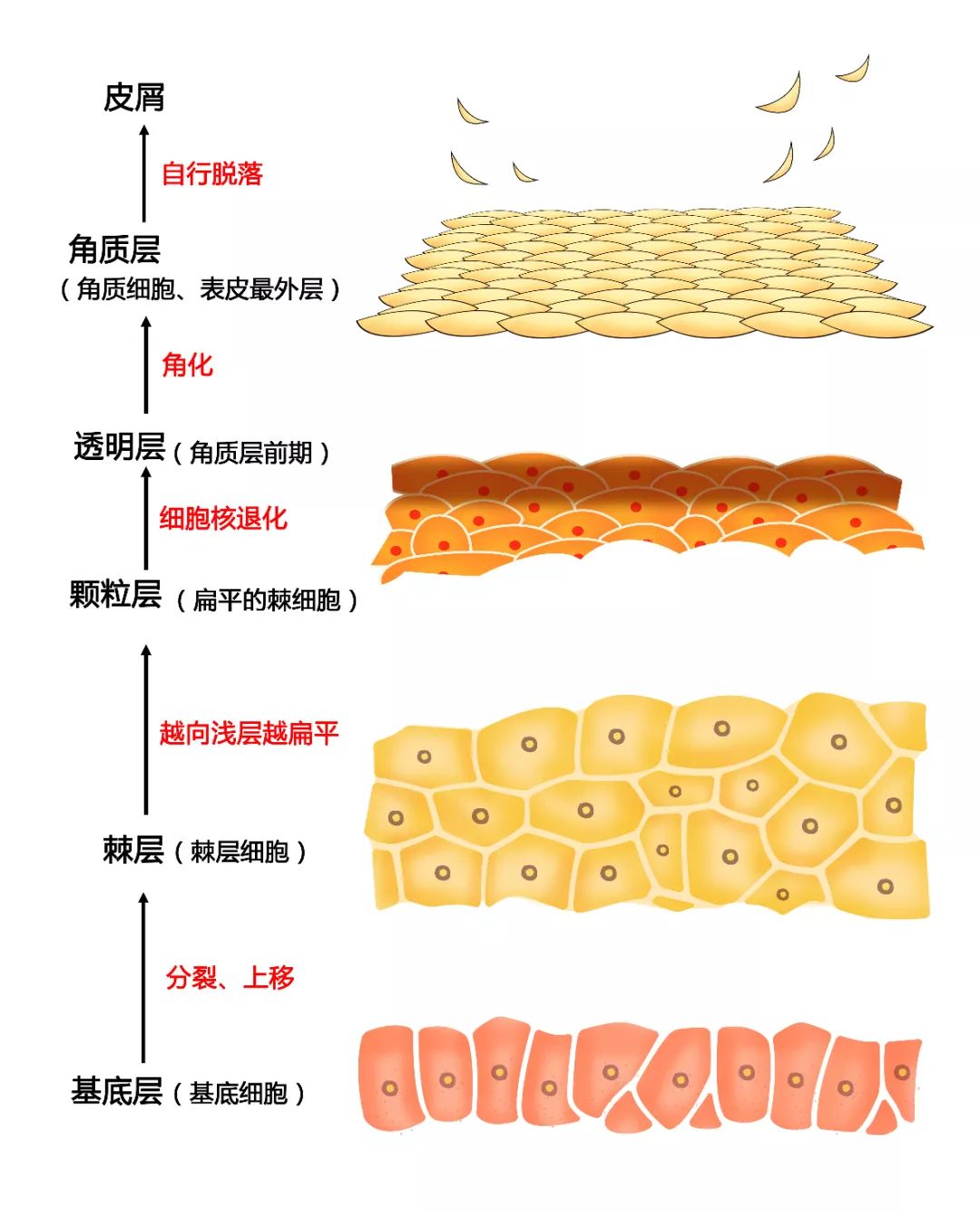 表皮层分层结构图图片