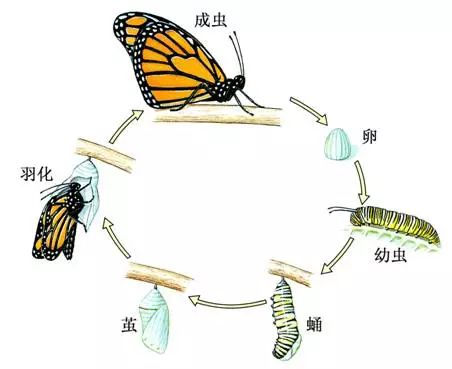 多见的蚕都蜕皮四次),蛹,成虫(蚕蛾)家蚕——蚕蛾生活史:完全变态