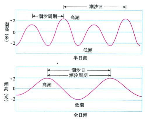 在一个太阴日(约24时50分)内,只有一次高潮和一次低潮,像这样一种潮汐