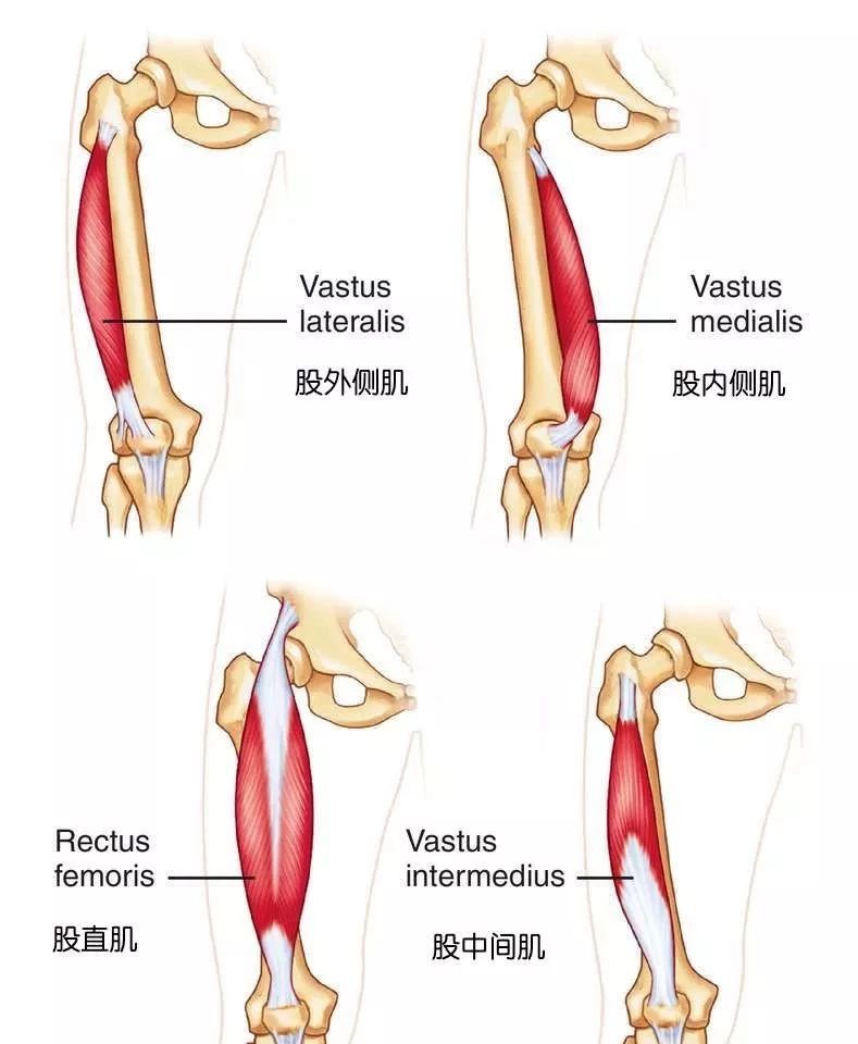 那么,在进行大腿前侧拉伸前,一起先来简单的了解下大腿前侧股四头肌的