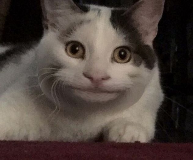 微笑猫原图吓人图片