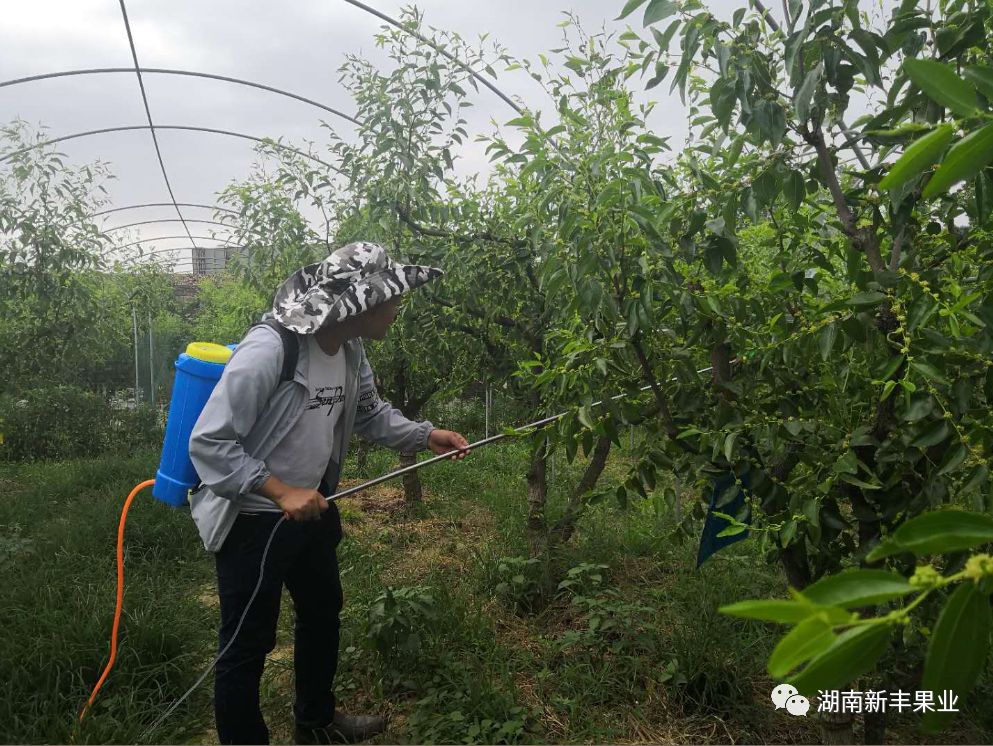 无辜农民又躺枪清阿甜的水果都是用农药喷出来的