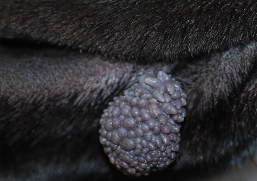 狗狗皮肤癌图片