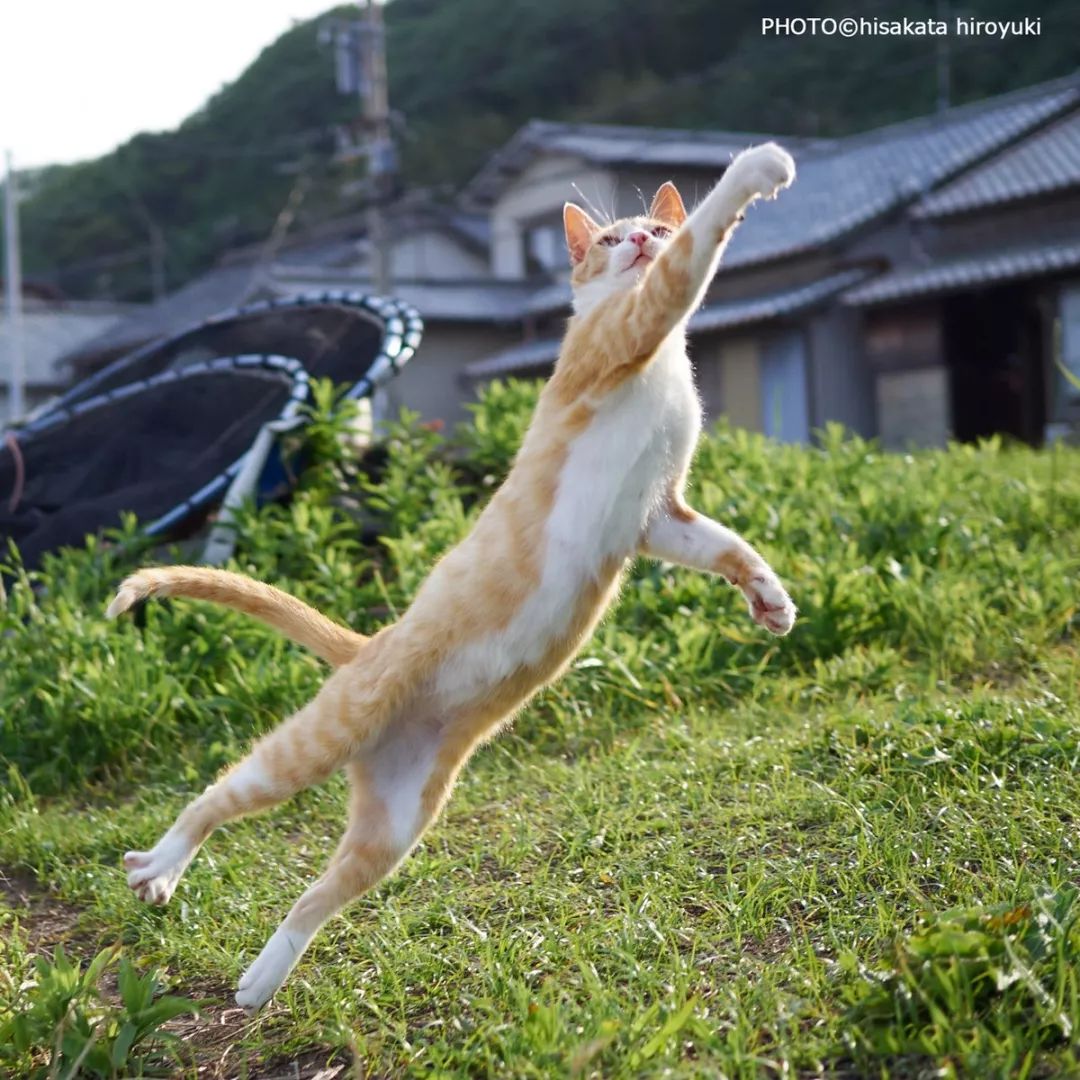 B站猫猫拳照片图片