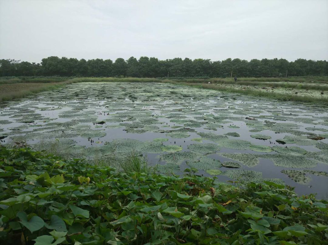 中国干湿地区的植被图片