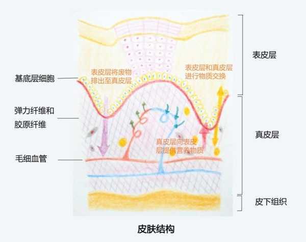 瞭解面部皮膚結構科學護膚一表皮層五兄弟之角質層和皮脂膜