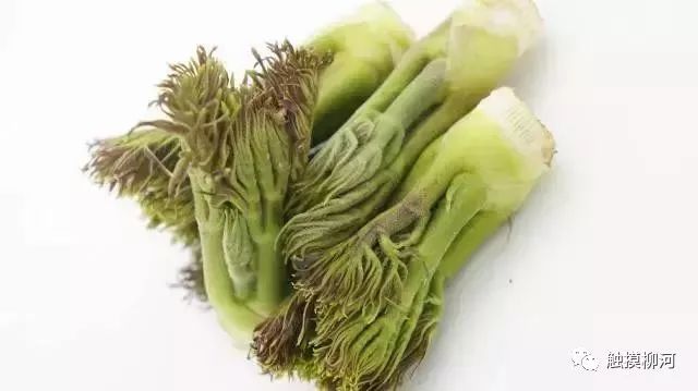 貓爪子,是一種非常珍稀的山野菜之一,因為幼苗拳卷,形似