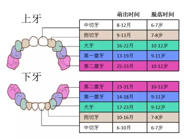 儿童乳牙分布图图片