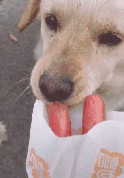 香肠蹭狗鼻子表情包gif图片